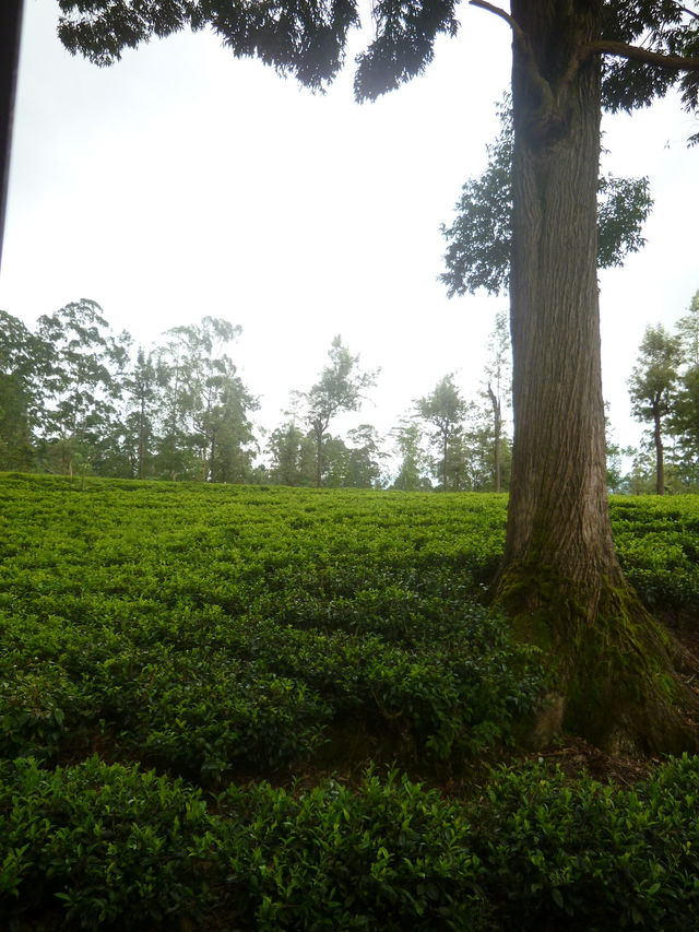 🇱🇰スリランカ📍ヌワラエリアお茶畑列車を体験！