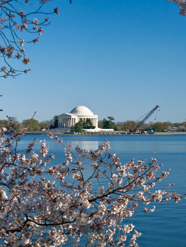 Petals and Presidents: Springtime at D.C.’s Tidal Basin