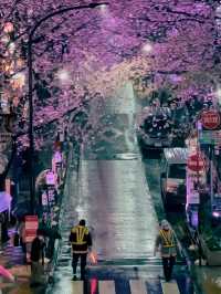【東京】美しい桜とその歴史