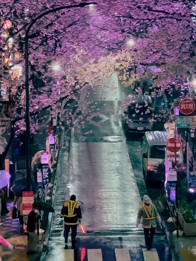【東京】美しい桜とその歴史