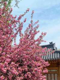 Hangang Park: Amazing Cherry Blossoms