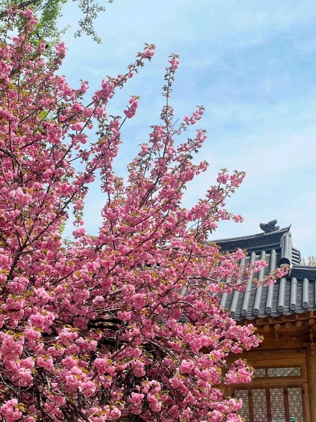 Hangang Park: Amazing Cherry Blossoms