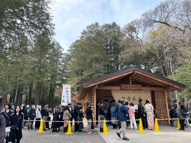 Sapporo's Sakura Splendor: The Ultimate Cherry Blossom Escape at Maruyama Park