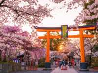 🌸 Secret Sakura Spot Alert: Hirano Shrine’s Midnight Magic! 🌙✨