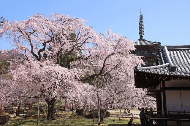 🌸 Blossoms & Buddha: My Magical Day at Daigo-ji Temple 🌸