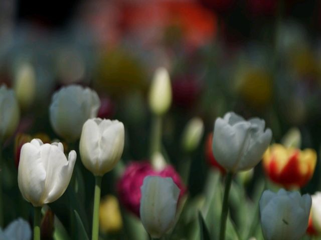 Kkotji Flower Farm in Chungcheongnamdo