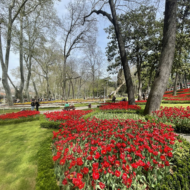 Tulip in Istanbul