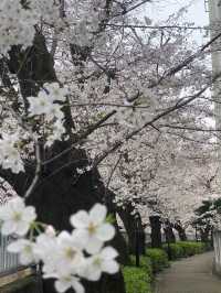 🌸 Kanda River Cherry Blossoms: A Perfect Spring Moment 🌸
