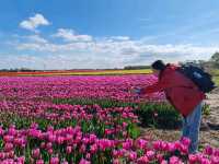 Cycling around scenic Zijpe flower fields mid April