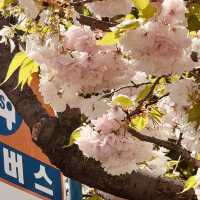Planning Your Visit at Busan Democracy Park