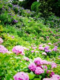 【千葉】1万株以上の紫陽花 メディアにもとりあげられる大人気紫陽花スポット！