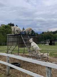 【岐阜県】やぎと散歩ができる？！🐐