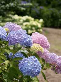 【茨城】これだけ多種多様の紫陽花を見たのは初めて！！