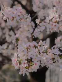 Nanjing Zhenzhu River Cherry Blossoms-The Floating Sakura Canal
