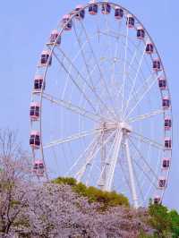 Cherry Blossom Season🌸