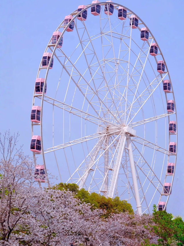 Cherry Blossom Season🌸