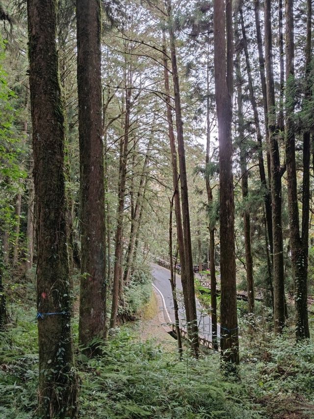 # 阿里山國家森林遊樂區-嘉義縣阿里山鄉