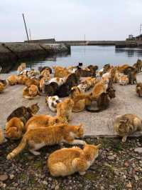 Aoshima Island Adventure: Japan’s Purr-fect Cat Paradise