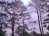 Tall Pines & Fresh Air – Kirirom National Park, Cambodia