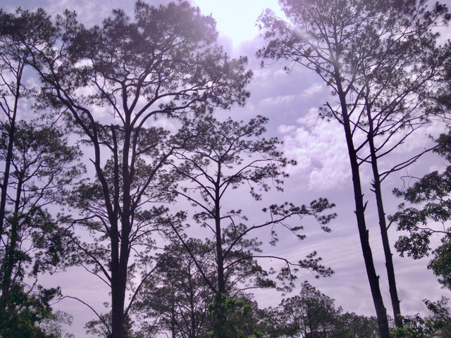Tall Pines & Fresh Air – Kirirom National Park, Cambodia