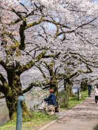🌸พาชมซากุระสวยๆริมคลอง Matsukawa เมืองโทยาม่า
