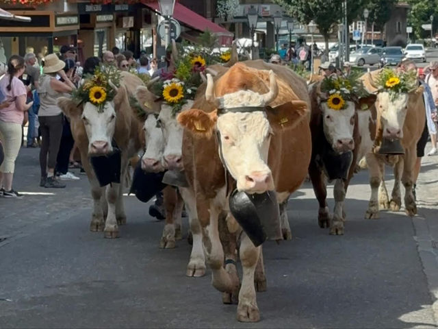 My 3-Day Itinerary at the Alpabzug Festival in Switzerland