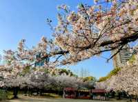 大阪賞櫻-毛馬櫻之宮公園，JR一出站就是浪漫的櫻花海