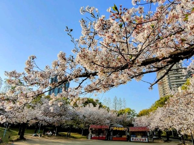 大阪賞櫻-毛馬櫻之宮公園，JR一出站就是浪漫的櫻花海
