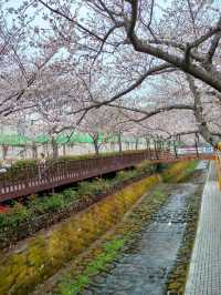 Jinhae in Bloom: Strolling Along Yeojwacheon Stream
