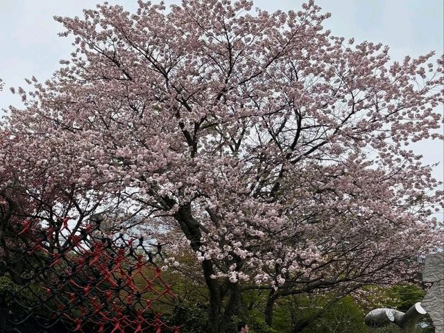 Mountain Air, Lake Views, and Sakura Feels