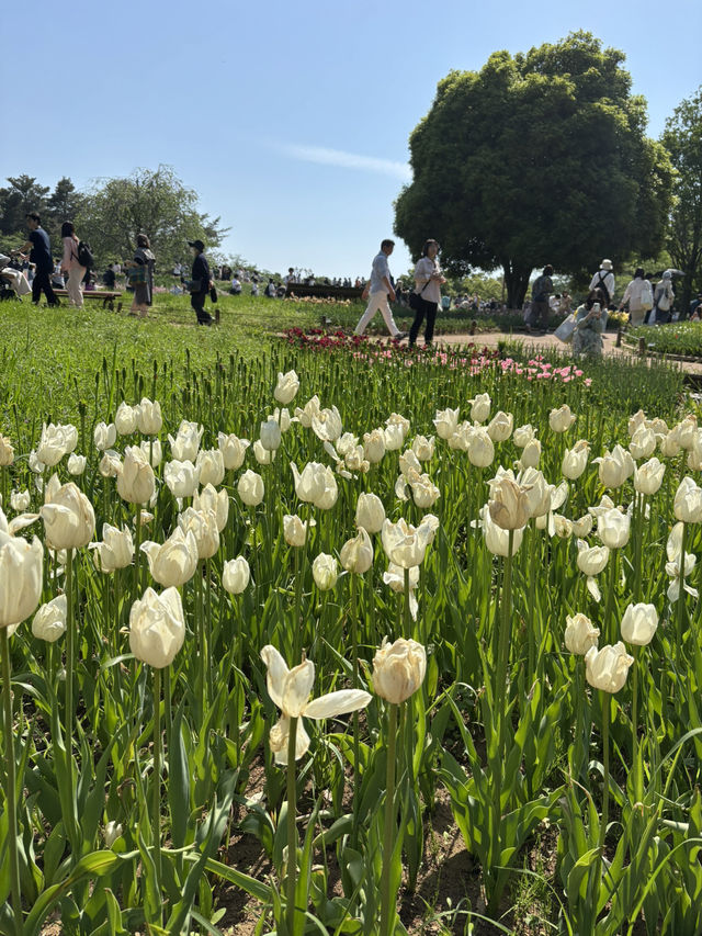 📍 国営昭和記念公園（東京都)