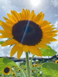 香港｜有向日葵花海的地方🌻——元朗信芯園