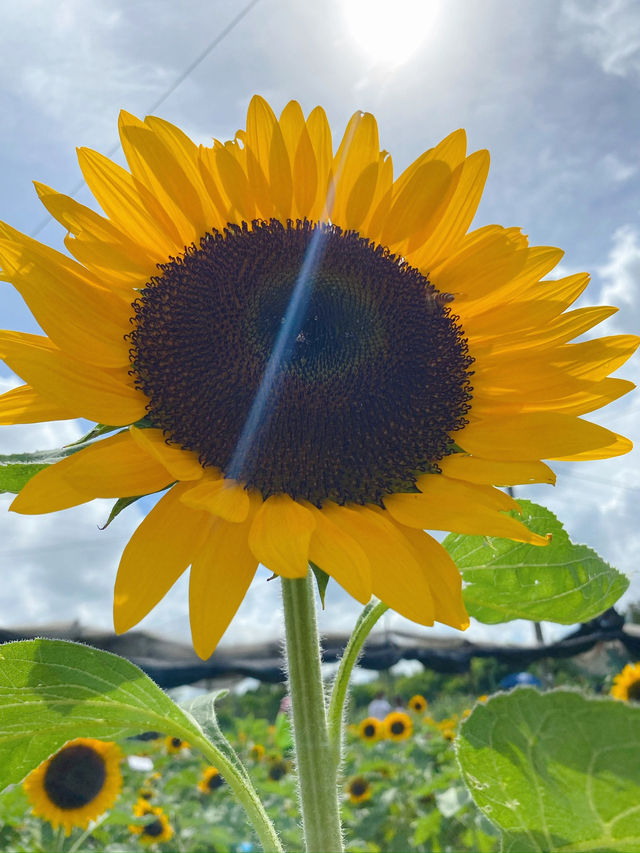 香港｜有向日葵花海的地方🌻——元朗信芯園