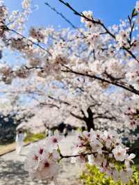 Petals and Postcards: A Stroll Beneath Fukuoka’s Cherry Blossom Canopy