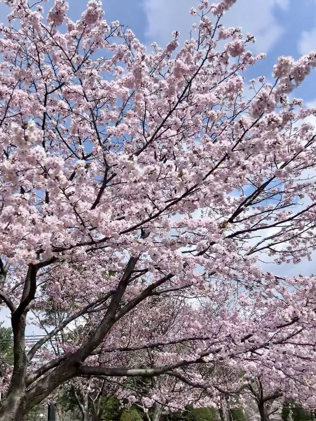 櫻花與湖畔的輕柔春風：札幌中島公園的櫻花情懷🌸