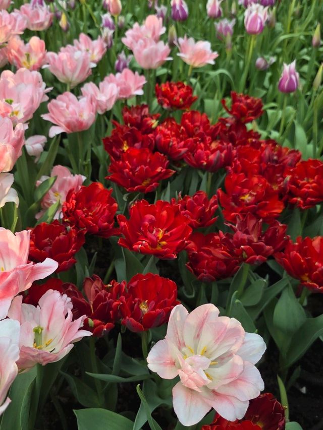 Beautiful Flowers at Flower Dome SG
