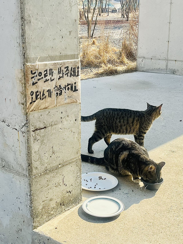 영종도가면 들러야 하는 베이커리 카페 <빌리앤오티스> 💛