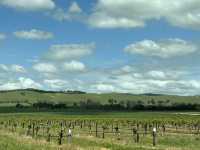 Barossa Valley 