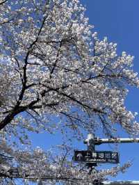 Beautiful Spring Scenes from Japan 🌸✨