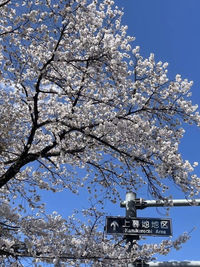 Beautiful Spring Scenes from Japan 🌸✨