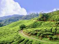  Morning in the Clouds: Breakfast at BOH Sungei Palas Tea Garden