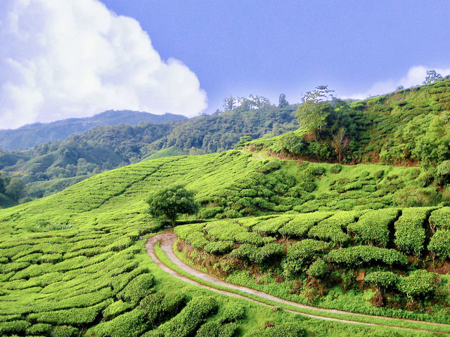  Morning in the Clouds: Breakfast at BOH Sungei Palas Tea Garden