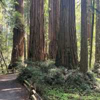 Henry Cowell Redwoods State Park – Felton, CA
