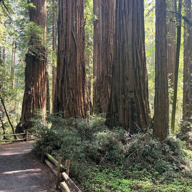 Henry Cowell Redwoods State Park – Felton, CA