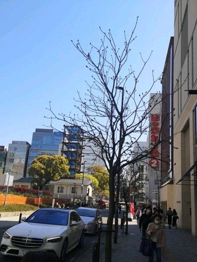 Exploring Fukuoka: Japan’s Coastal Gem Full of Flavor and Culture