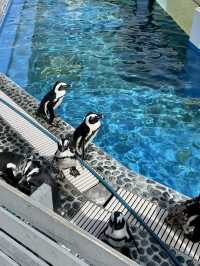 【香川】海辺のカフェと水族館🐬旅の締めはうどんでキメる！