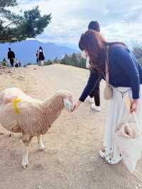 A Day at Qingjing Farm — Up Close with the Fluffy Sheep!