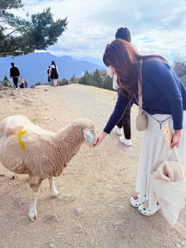 A Day at Qingjing Farm — Up Close with the Fluffy Sheep!