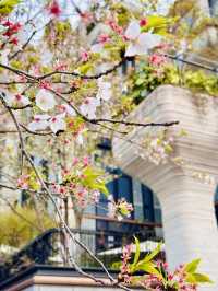 Cherry Blossoms in Concrete Dreams: A Spring Glimpse at 1000 Trees, Shanghai