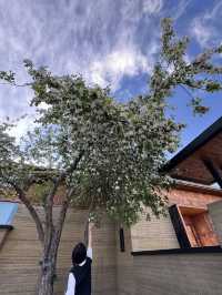 Is it worth staying at Napahai grassland at Shangrila